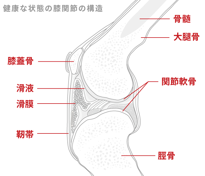 新着商品 JOINT関節の構造と機能 総合分析 ovi1.jp