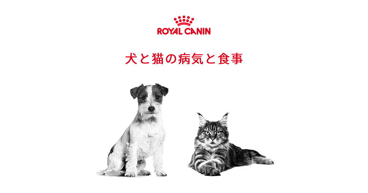 犬と猫の腎臓病 犬と猫の病気と食事 プレミアムペットフードのroyal Canin ロイヤルカナン