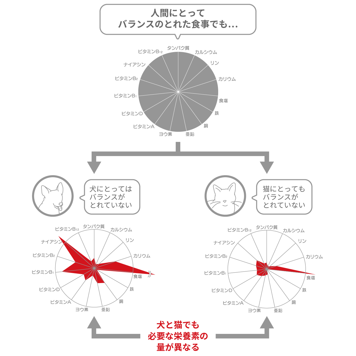 栄養量の比較グラフ